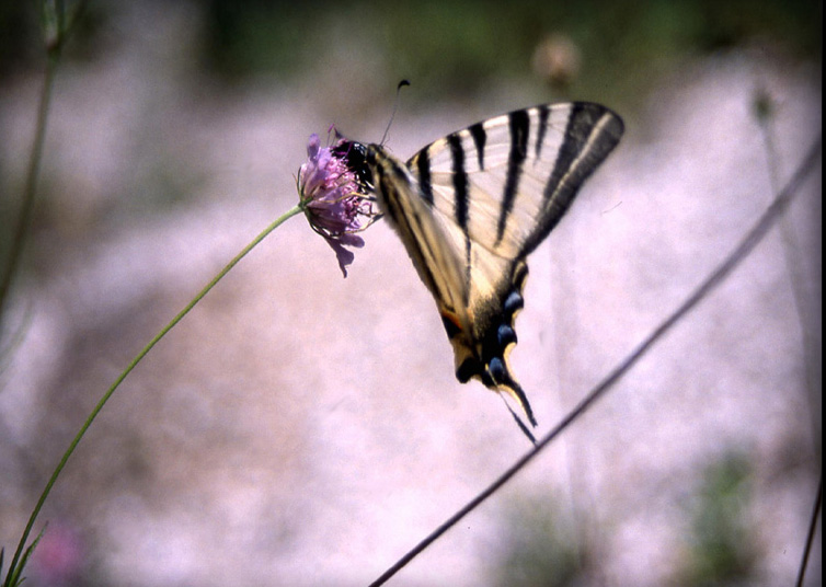 galathea, ? , podalirius, glyphica