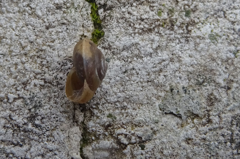 Hygromia cinctella - Hygromiidae