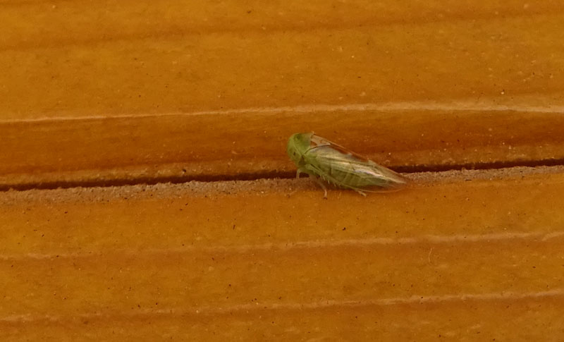 Viridicerus ustulatus - Cicadellidae
