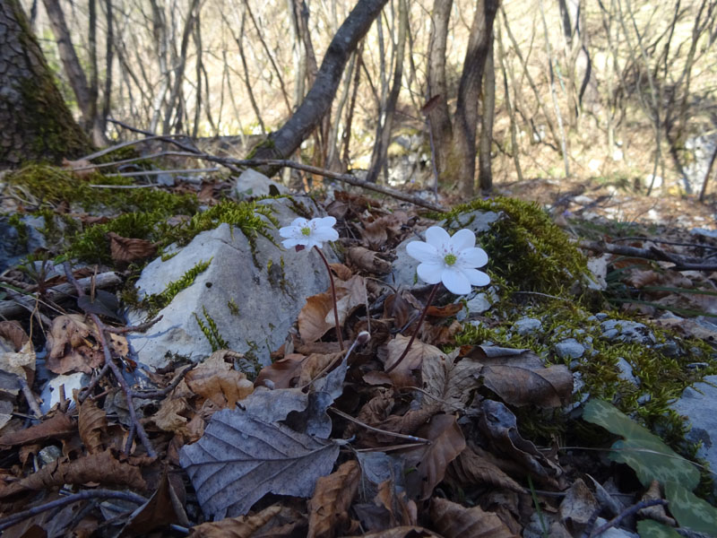 Hepatica nobilis.....3 colori