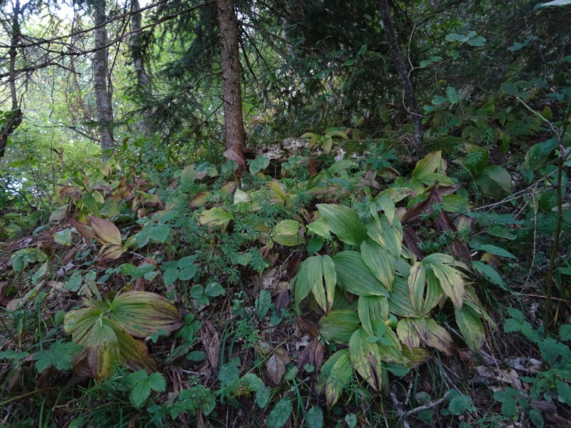 Cypripedium calceolus