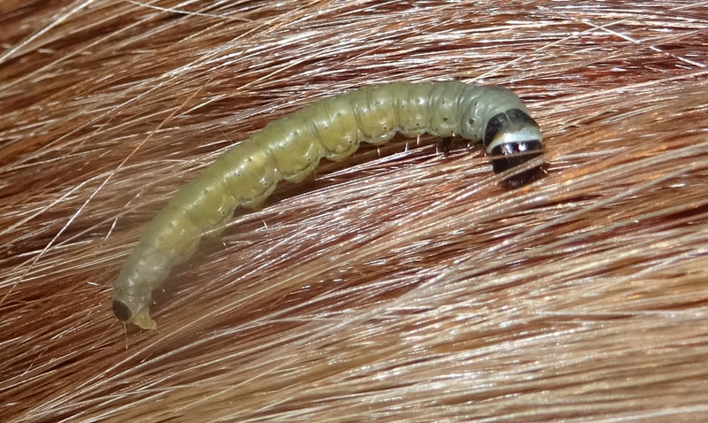 Larva di microlepidottero: Tortricidae o Elachistidae