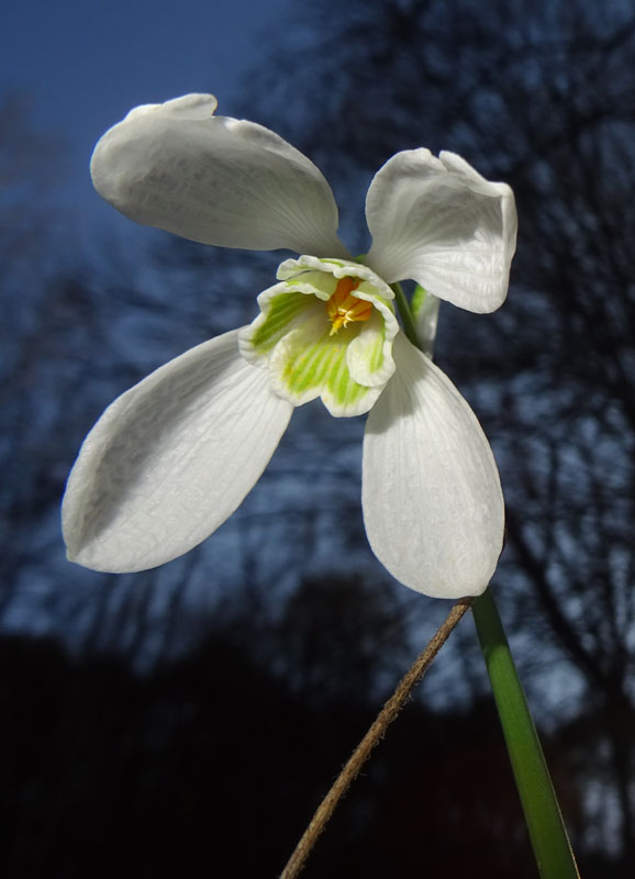 rarit ad 8 tepali ?.......Galanthus nivalis