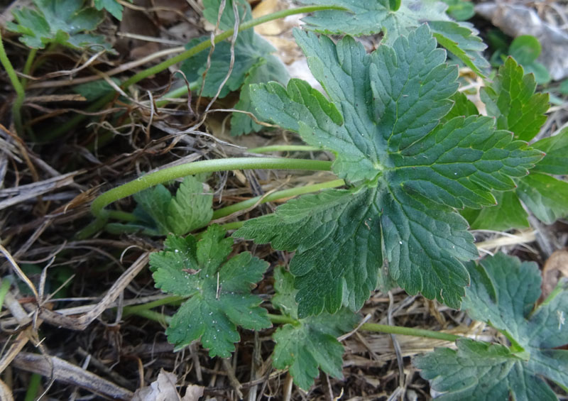 da determinare.......