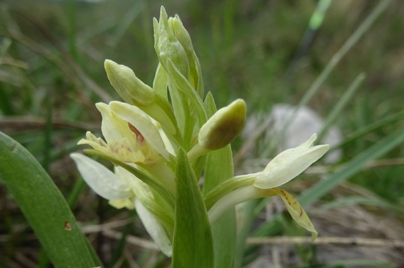 Dactylorhiza sambucina.....dal Trentino