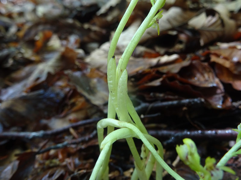 Corallorhiza trifida / Coralloriza