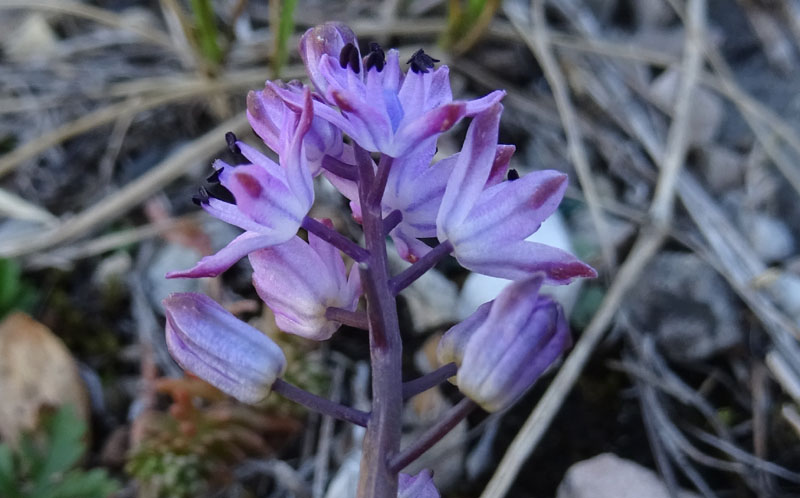 Prospero autumnale - Aspargaceae
