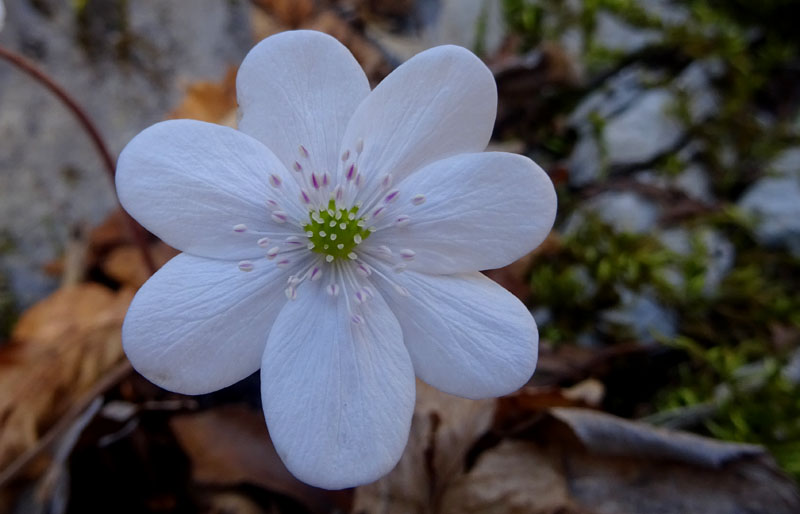 Hepatica nobilis.....3 colori