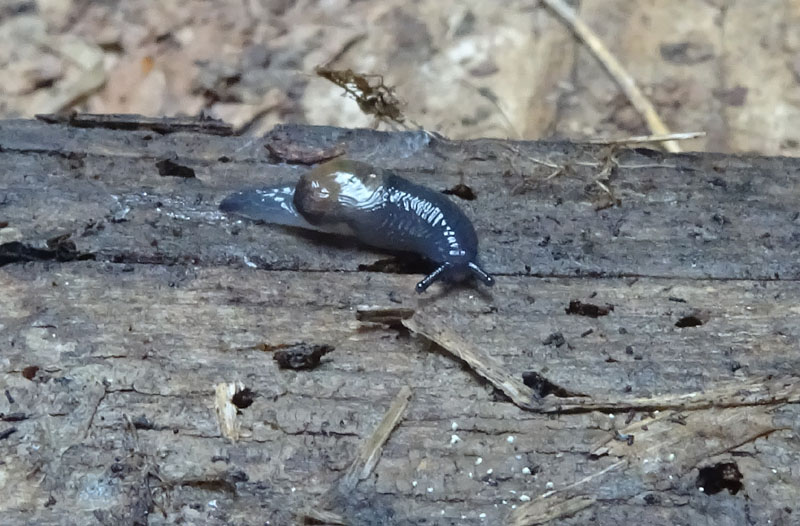 Vitrinidae....da determinare
