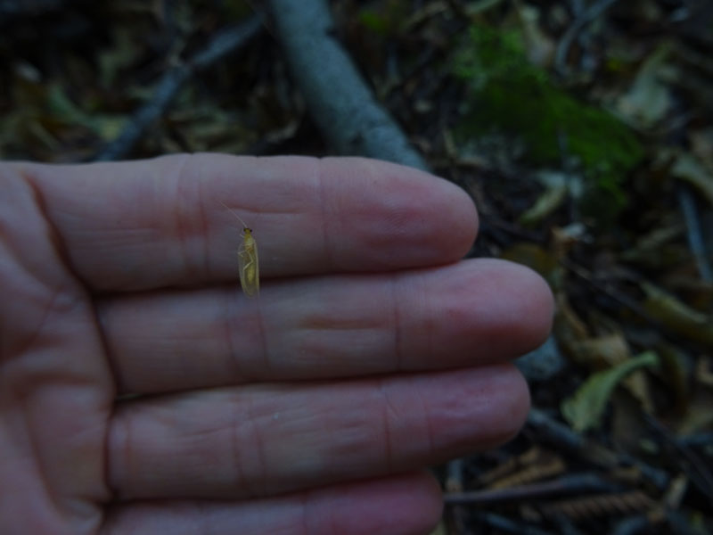 Hemerobius micans - Hemerobiidae