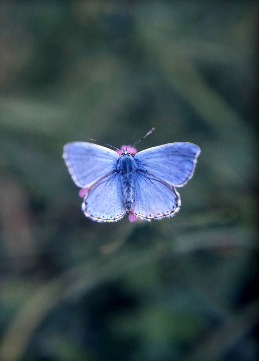 galathea, ? , podalirius, glyphica