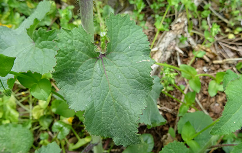 Lunaria annua - Brassicaceae