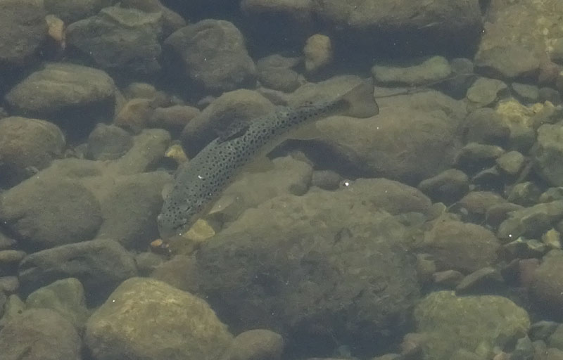 Salmo trutta (marmoratus e fario) e Barbus barbus