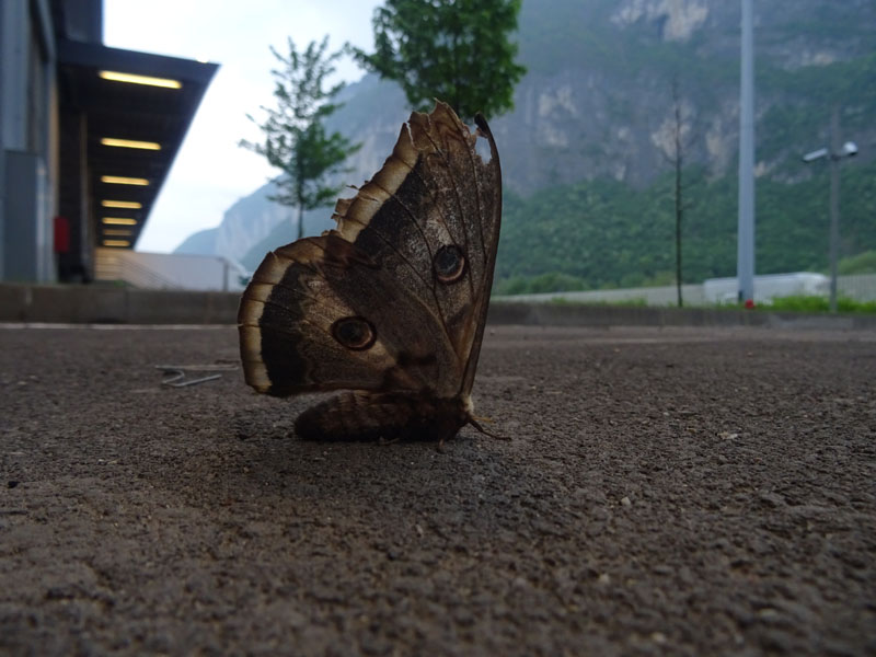 Saturnia pyri - Saturnidae