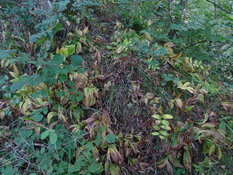 Cypripedium calceolus