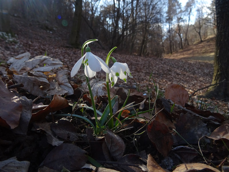 rarit ad 8 tepali ?.......Galanthus nivalis