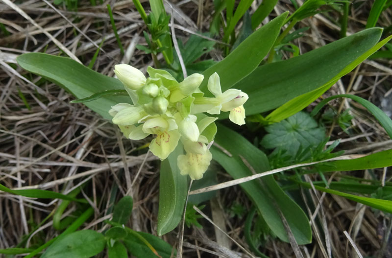 Dactylorhiza sambucina.....dal Trentino