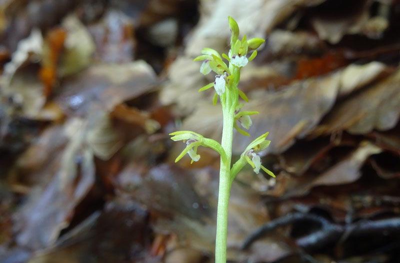 Corallorhiza trifida / Coralloriza