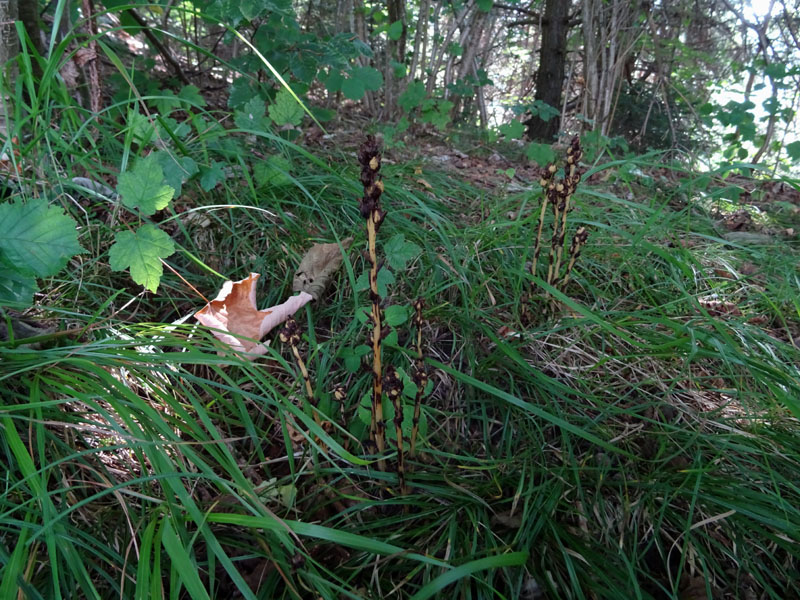 è un''orchidea ?.....no, Monotropa hypopitys (Ericaceae)