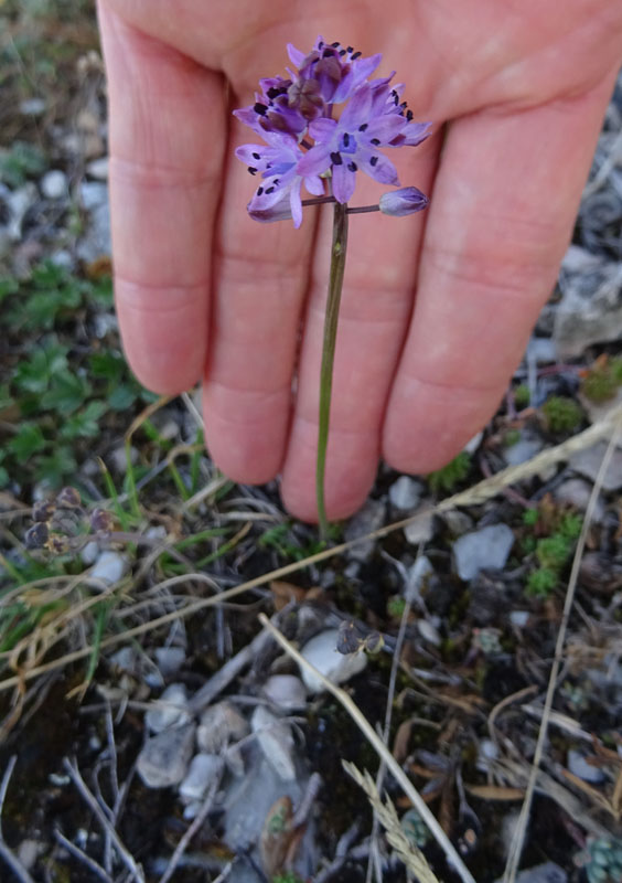 Prospero autumnale - Aspargaceae