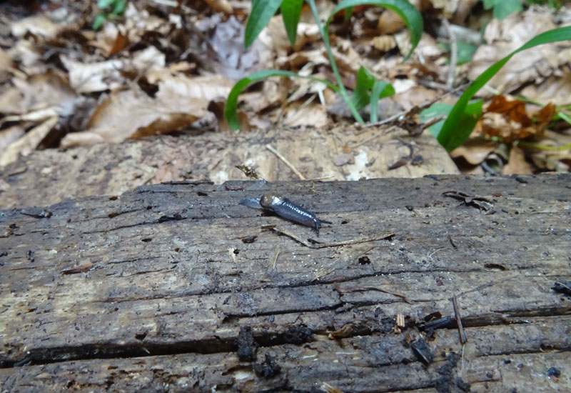 Vitrinidae....da determinare