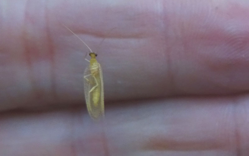 Hemerobius micans - Hemerobiidae