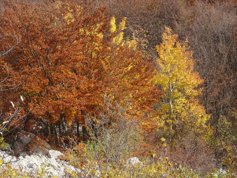 canalone Sud-Est (Geroni) .......del Monte Stivo