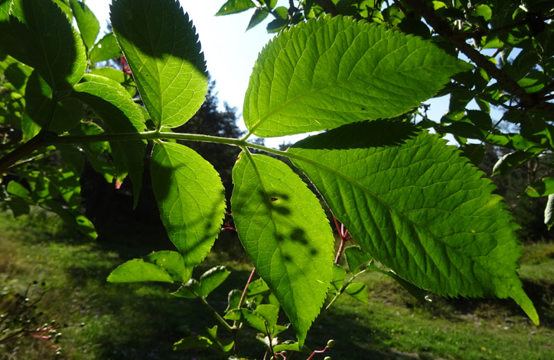 Sambucus nigra / Sambuco comune