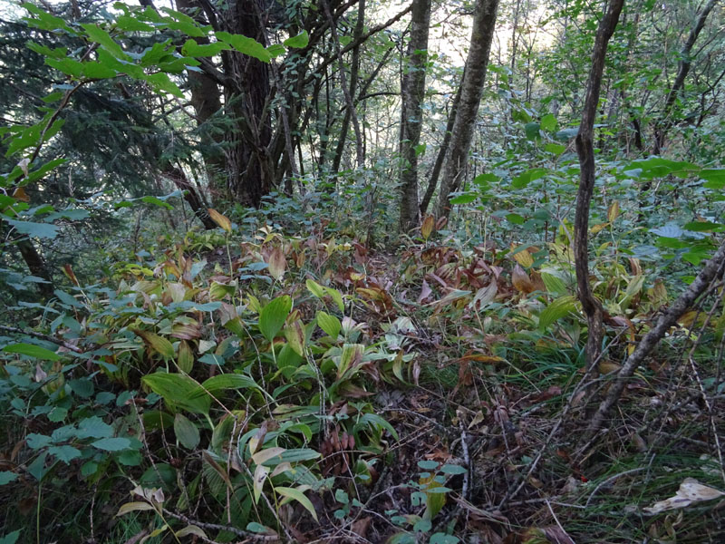 Cypripedium calceolus