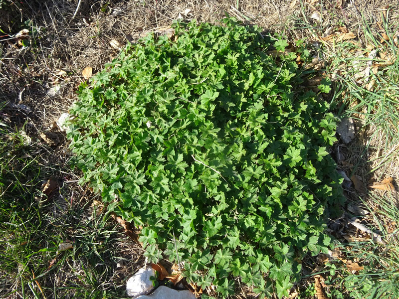 da determinare.......