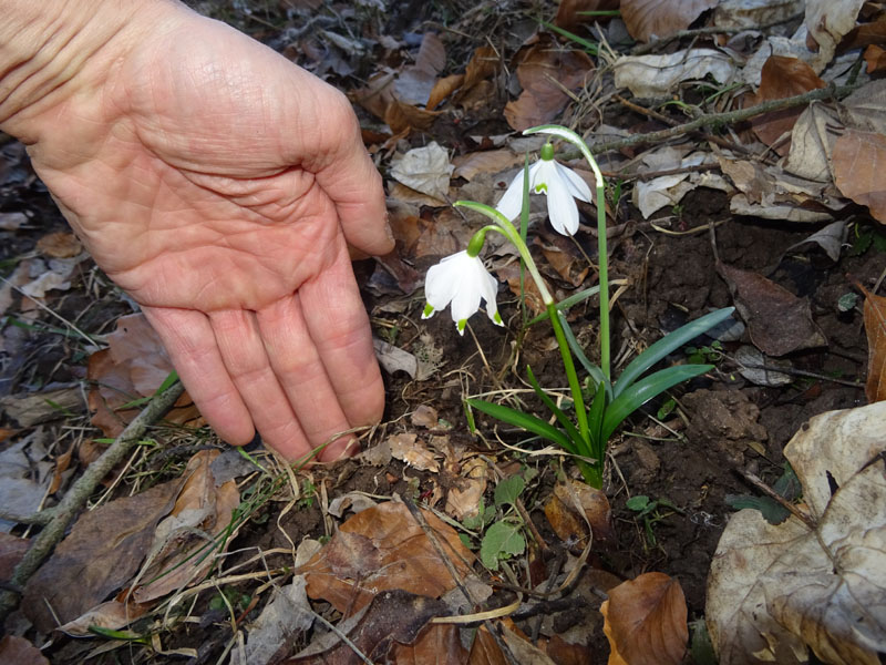 rarit ad 8 tepali ?.......Galanthus nivalis