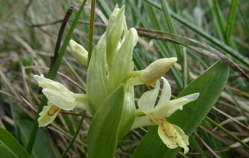 Dactylorhiza sambucina.....dal Trentino