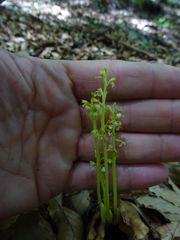 Corallorhiza trifida / Coralloriza