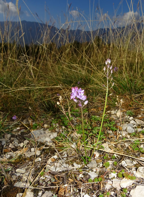 Prospero autumnale - Aspargaceae
