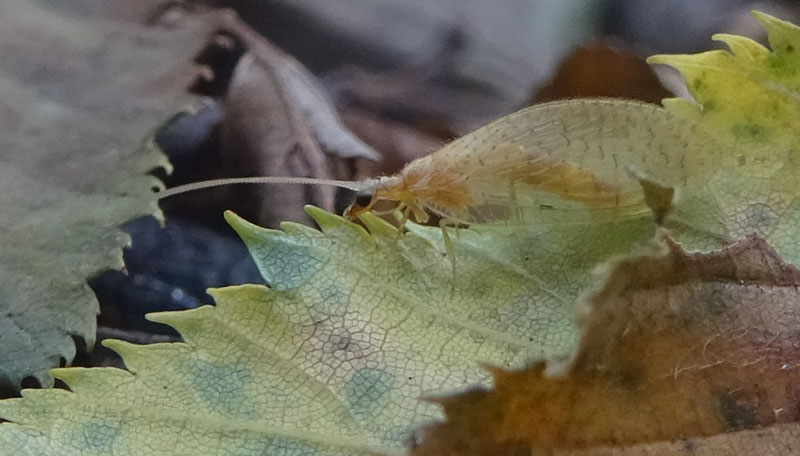 Hemerobius micans - Hemerobiidae