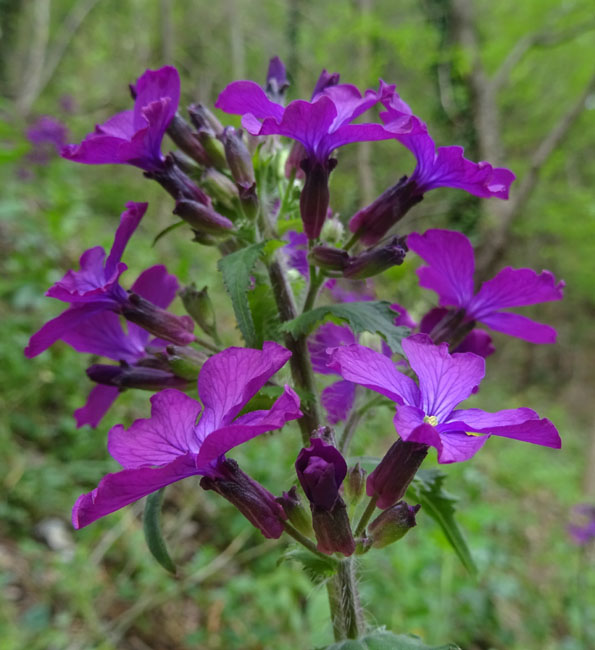Lunaria annua - Brassicaceae
