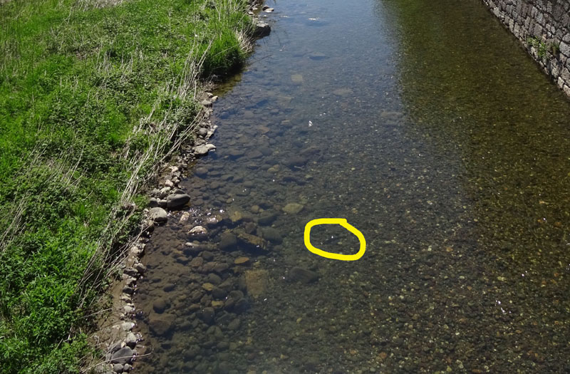 Salmo trutta (marmoratus e fario) e Barbus barbus