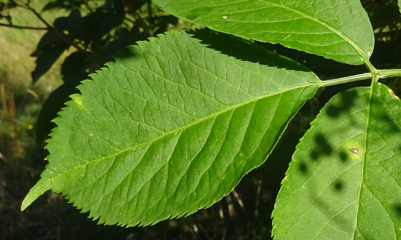 Sambucus nigra / Sambuco comune