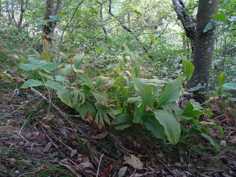 Cypripedium calceolus