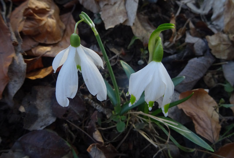 rarit ad 8 tepali ?.......Galanthus nivalis