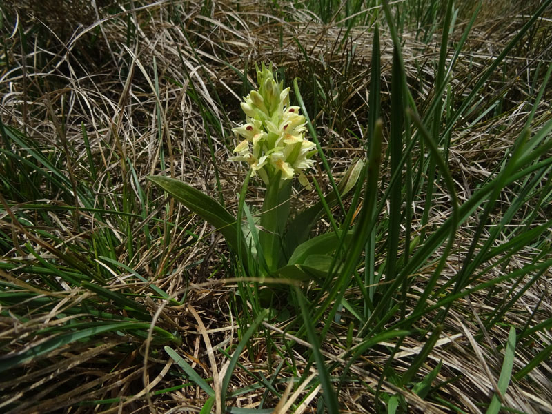 Dactylorhiza sambucina.....dal Trentino