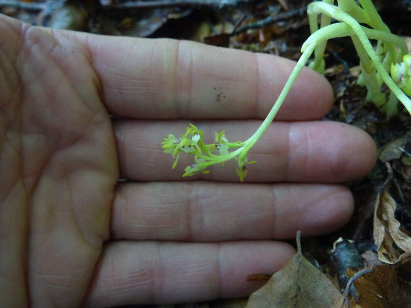 Corallorhiza trifida / Coralloriza