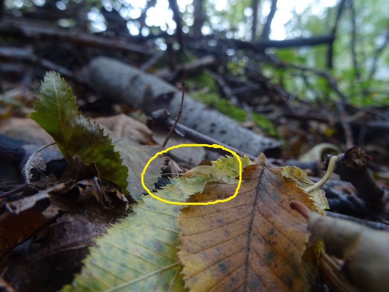 Hemerobius micans - Hemerobiidae