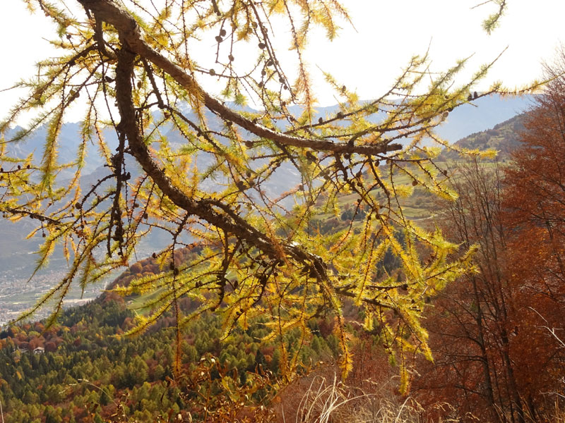 canalone Sud-Est (Geroni) .......del Monte Stivo