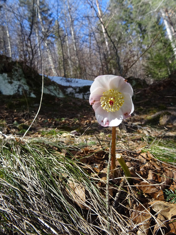 Helleborus niger  / Rosa di Natale