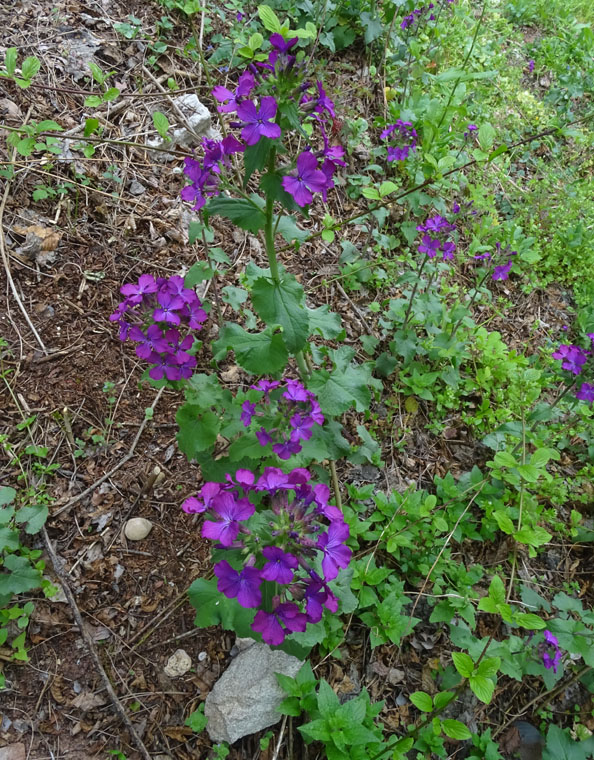Lunaria annua - Brassicaceae