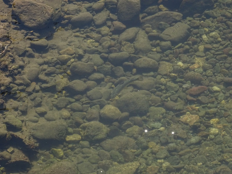 Salmo trutta (marmoratus e fario) e Barbus barbus