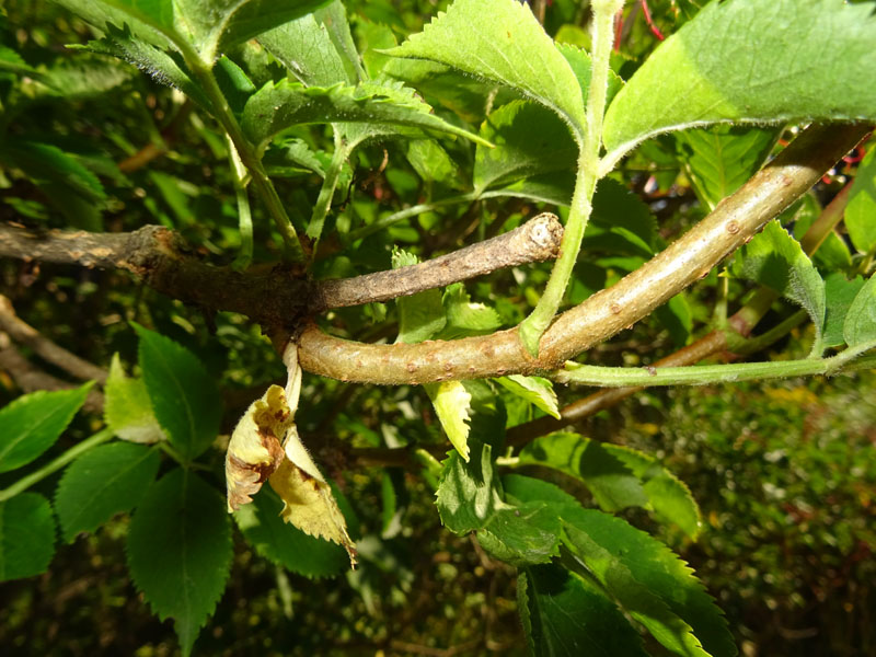 Sambucus nigra / Sambuco comune