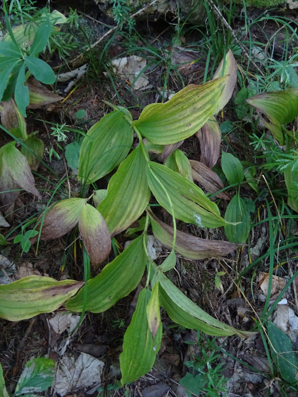 Cypripedium calceolus