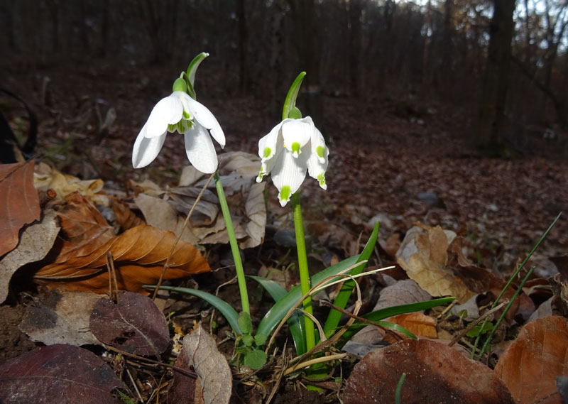 rarit ad 8 tepali ?.......Galanthus nivalis